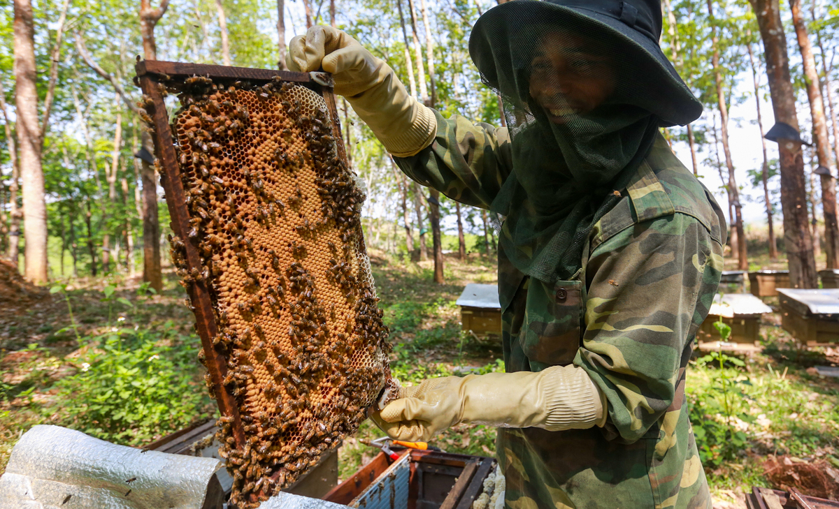 ong rừng và ong nuôi